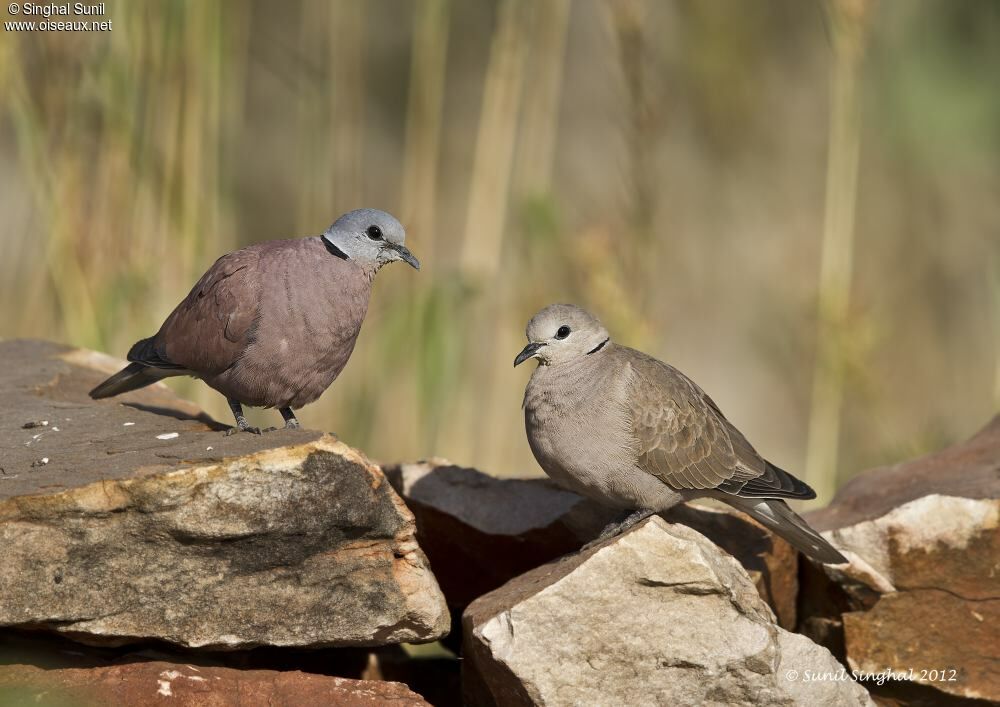 Red Collared Dove adult, identification