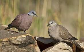 Red Collared Dove