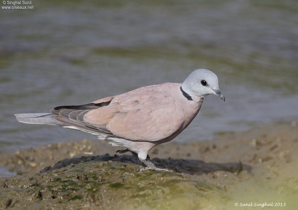 Red Turtle Dove male adult, identification