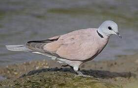 Red Collared Dove