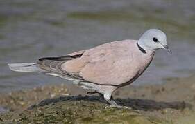 Red Turtle Dove