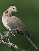 Laughing Dove