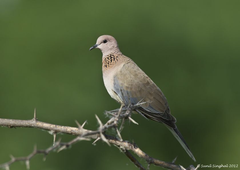 Laughing Dove