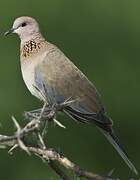 Laughing Dove