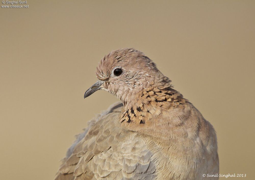 Tourterelle maillée, identification