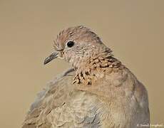 Laughing Dove