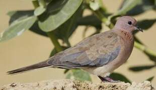 Laughing Dove