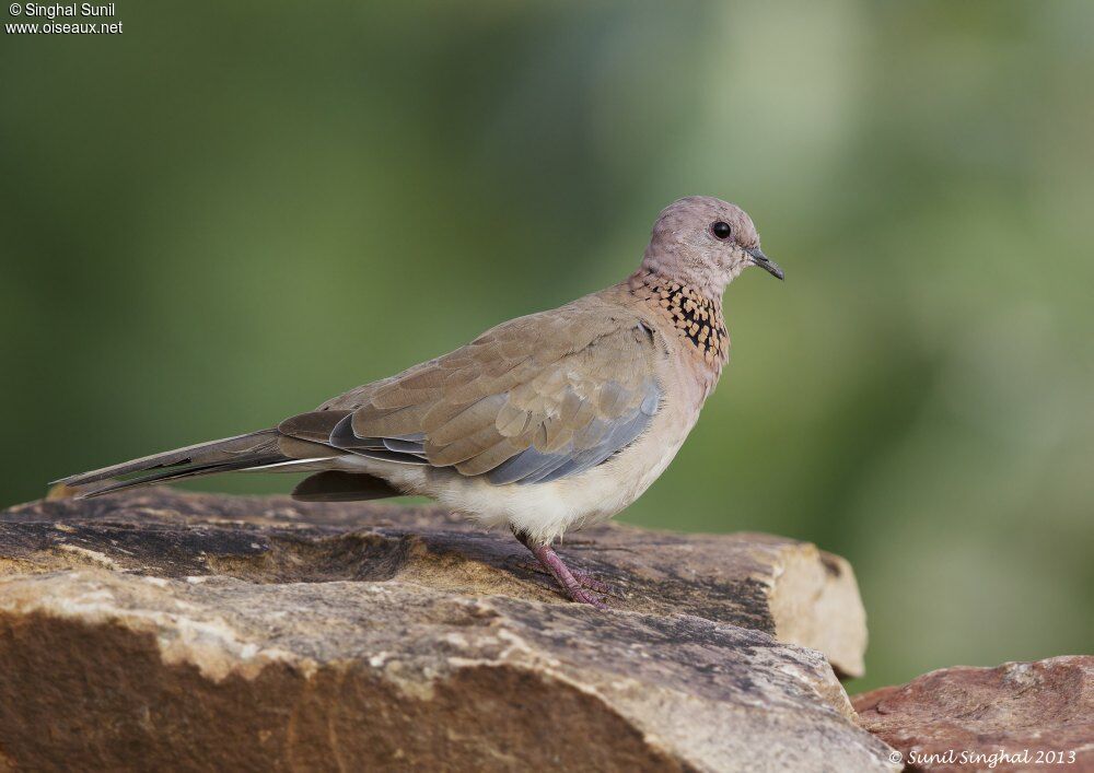 Tourterelle mailléeadulte, identification