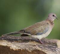 Laughing Dove