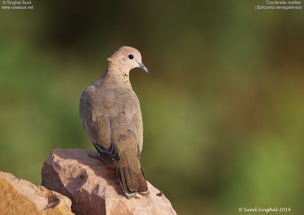 Laughing Doveadult, identification