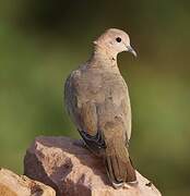 Laughing Dove