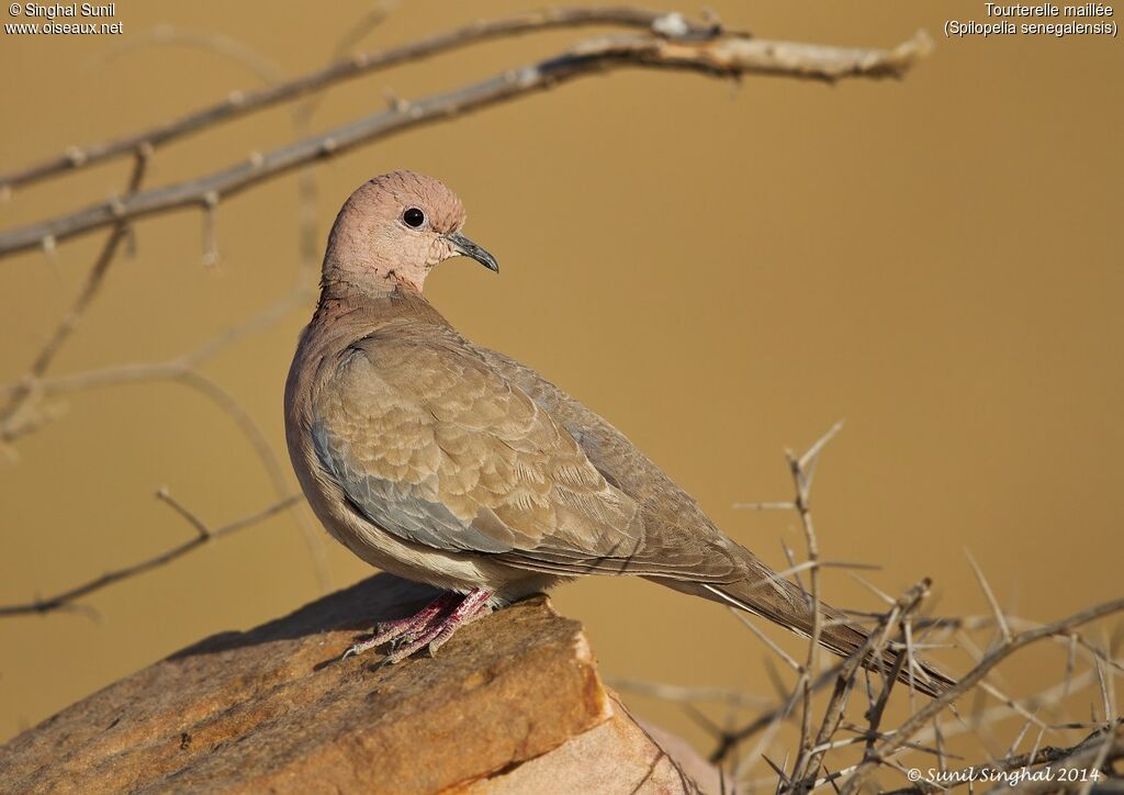 Laughing Doveadult, identification