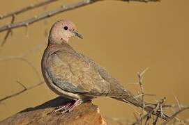 Laughing Dove