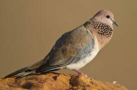 Laughing Dove