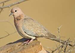 Laughing Dove