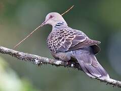 Oriental Turtle Dove