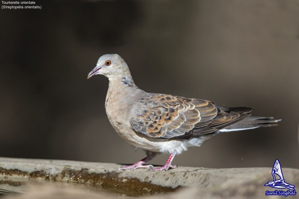 Tourterelle orientaleadulte, identification