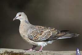 Oriental Turtle Dove