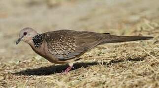 Spotted Dove