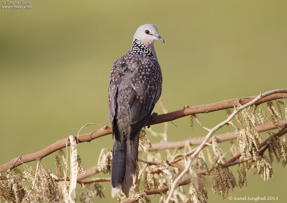 Spotted Doveadult, identification