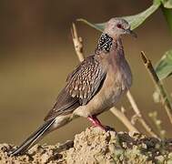 Spotted Dove