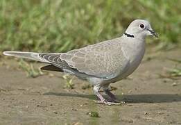 Eurasian Collared Dove