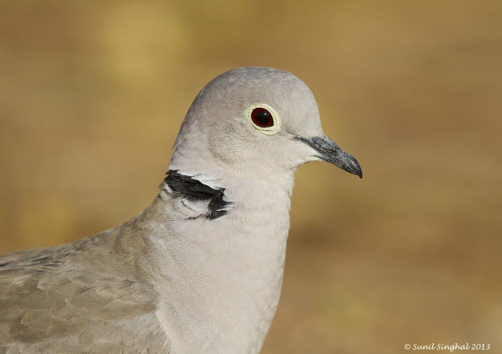 Eurasian Collared Dove