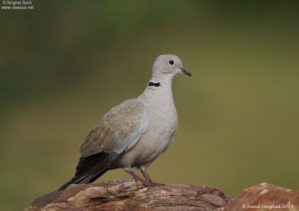 Eurasian Collared Doveadult, identification