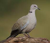 Eurasian Collared Dove