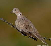 Eurasian Collared Dove