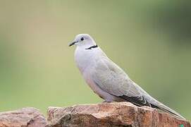 Eurasian Collared Dove