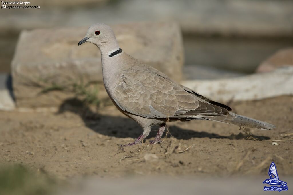 Eurasian Collared Doveadult, identification