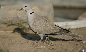 Eurasian Collared Dove