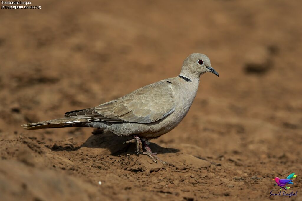 Eurasian Collared Doveadult, identification