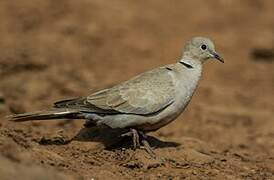 Eurasian Collared Dove