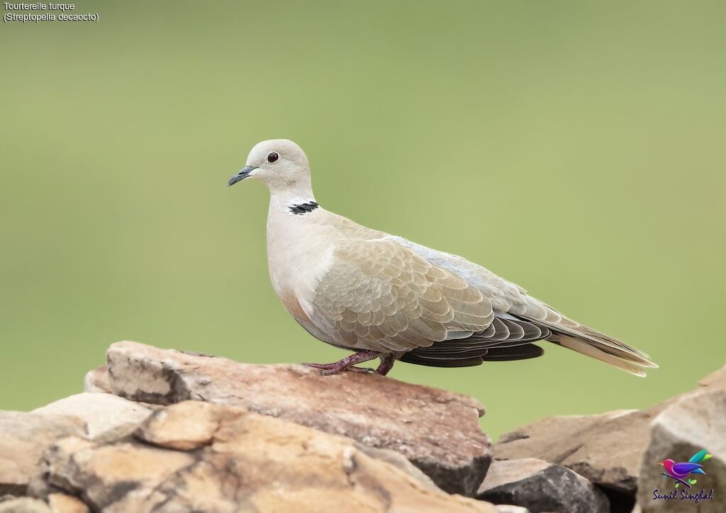 Eurasian Collared Doveadult, identification