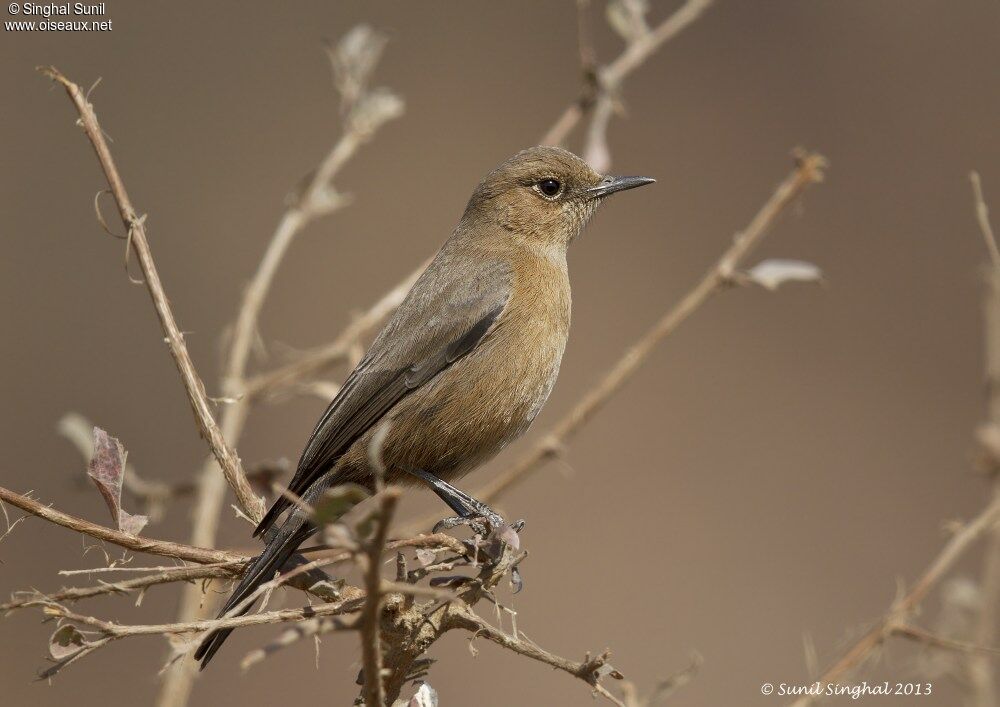 Brown Rock Chat