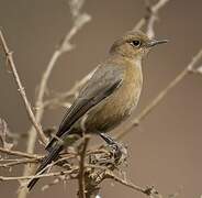 Brown Rock Chat