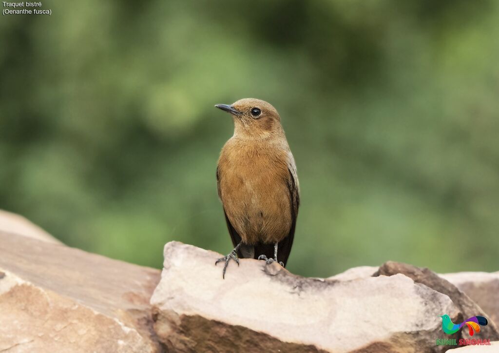Traquet bistréadulte, identification