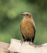 Brown Rock Chat