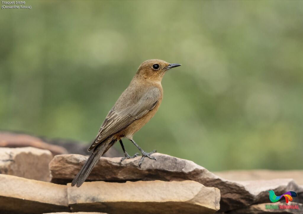 Traquet bistréadulte, identification