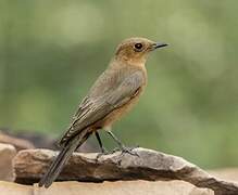 Brown Rock Chat