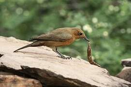 Brown Rock Chat