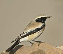 Desert Wheatear