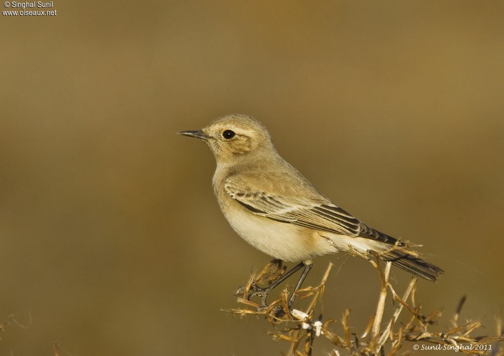 Traquet du désertadulte, identification