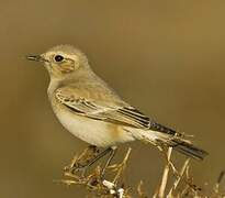 Desert Wheatear