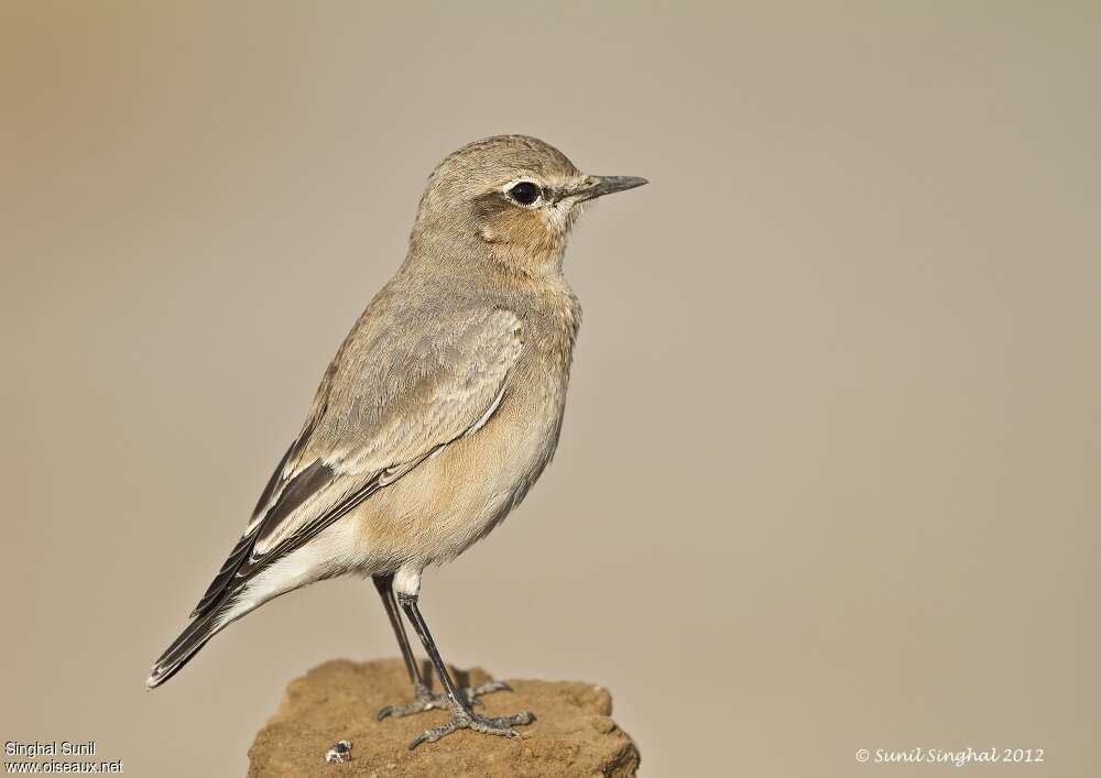 Isabelline Wheatearadult post breeding, identification