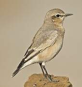 Isabelline Wheatear