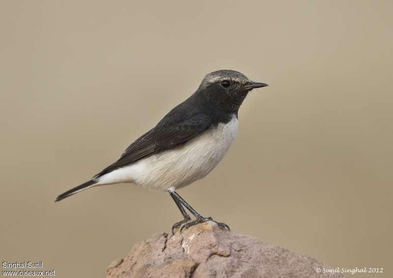 Variable Wheatear male adult post breeding, identification