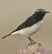 Variable Wheatear